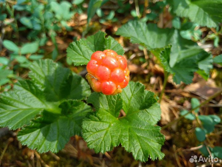 Морошка варенье