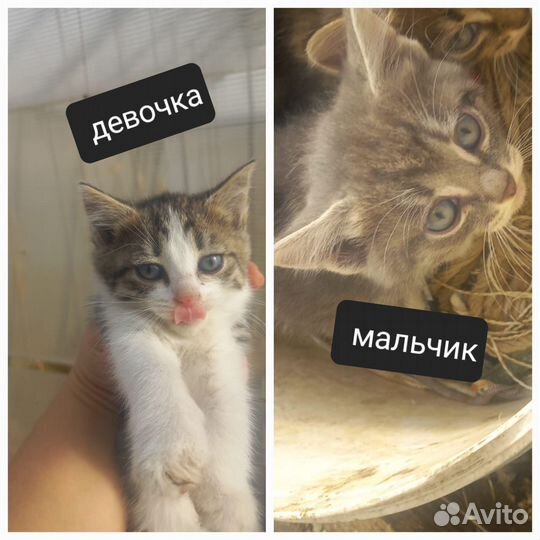Котята
