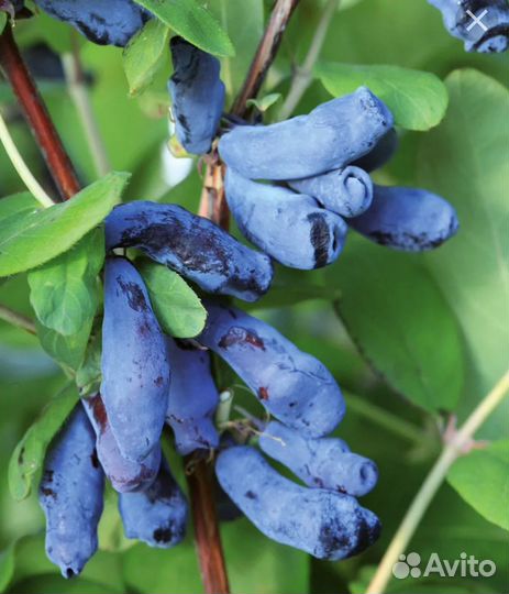 Саженцы плодовые