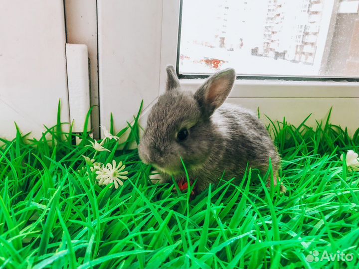 Мини карликовый кролик - вислоухий королевский