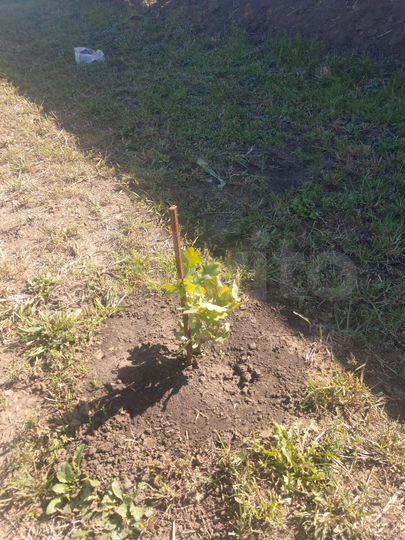 Участок 8 сот. (ИЖС)