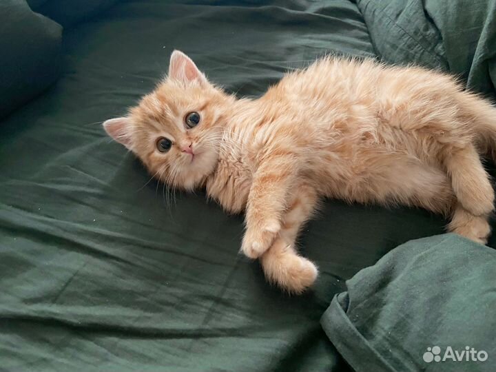 Девочка в добрые руки