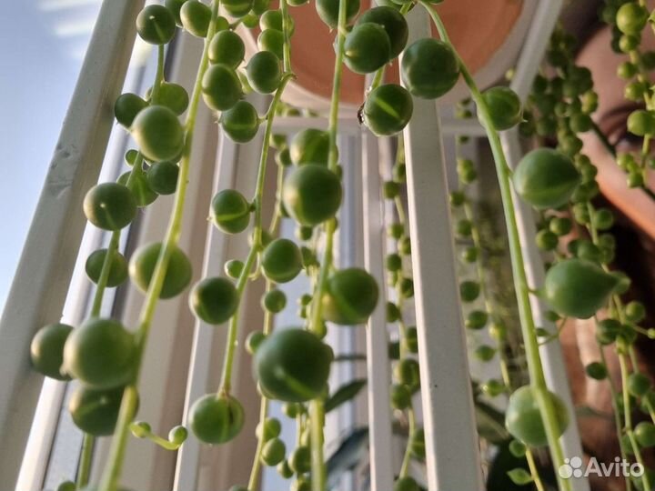 Крестовник роули