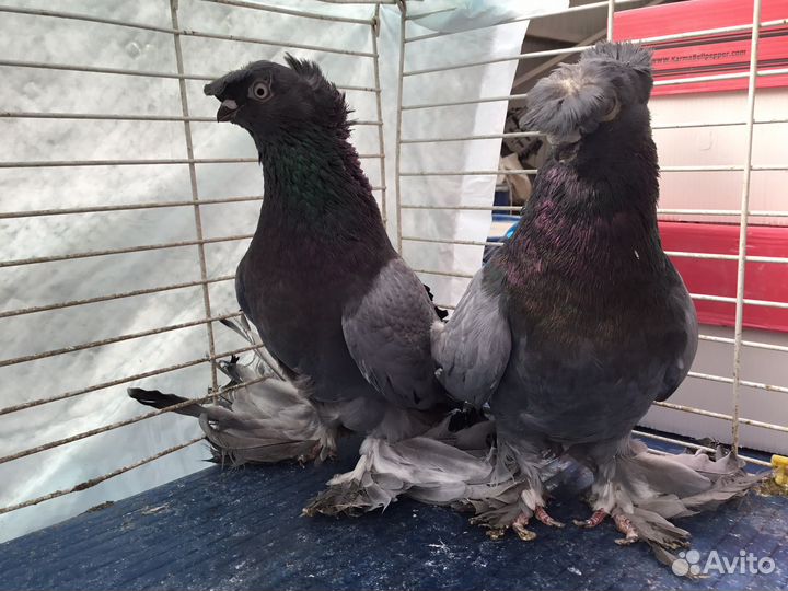 Голуби узбекские