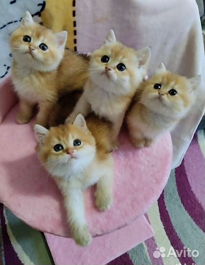 Шотландские котята