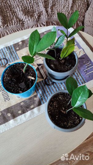 Замиокулькос