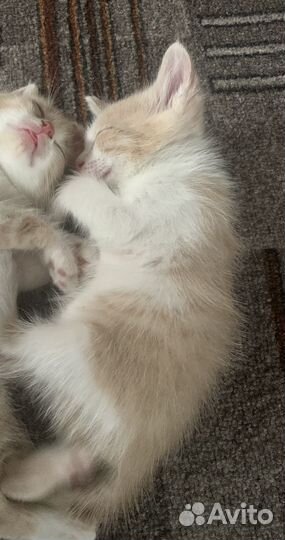 Котенок мальчик в добрые руки