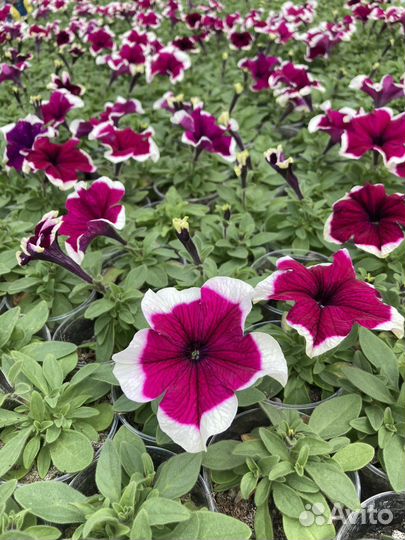 Рассада петунии