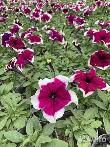 Рассада петунии