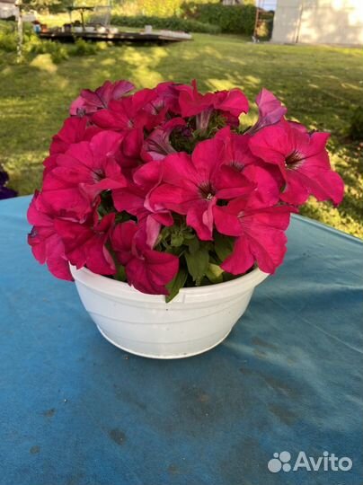 Петуния ампельная в кашпо