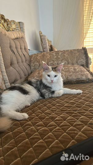 Кошки майкун