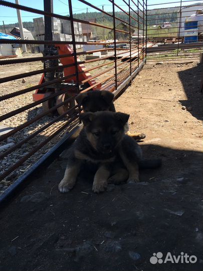 Щеночки в добрые руки