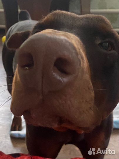 Продам добермана