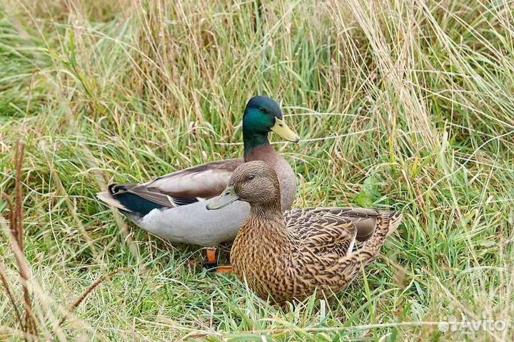 Утки подсадные