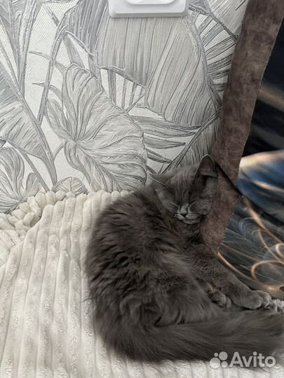 Одам кота в добрые руки