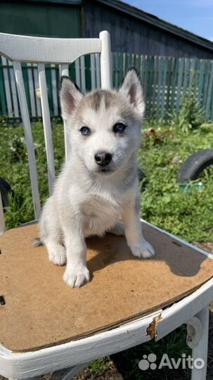 Щенки сибирской хаски