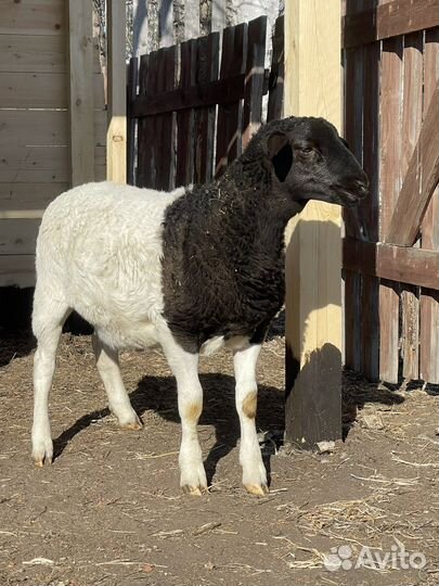 Бараны дорпер