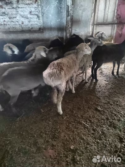 Овцы бараны