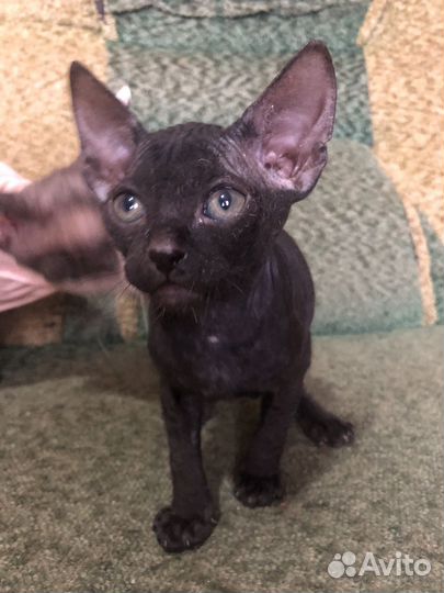 Канадский сфинкс