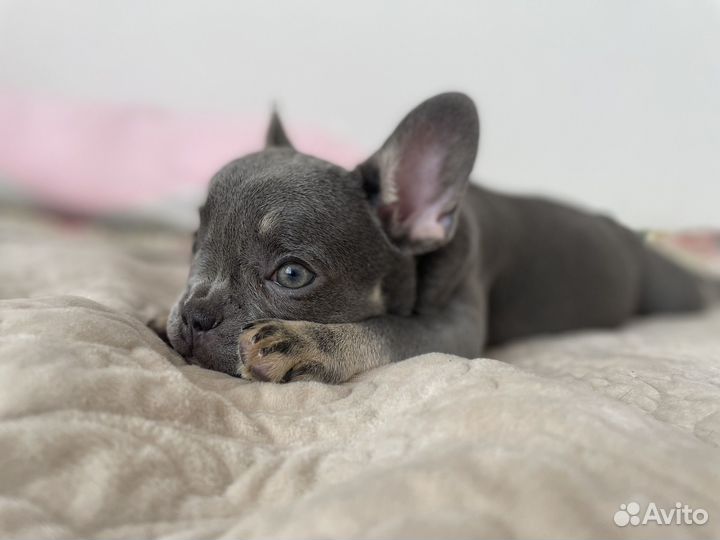 Французский бульдог