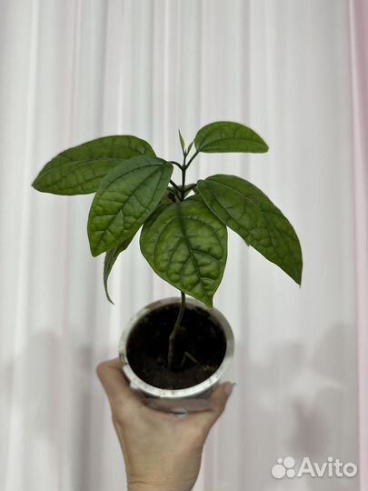 Клеродендрум томпсон