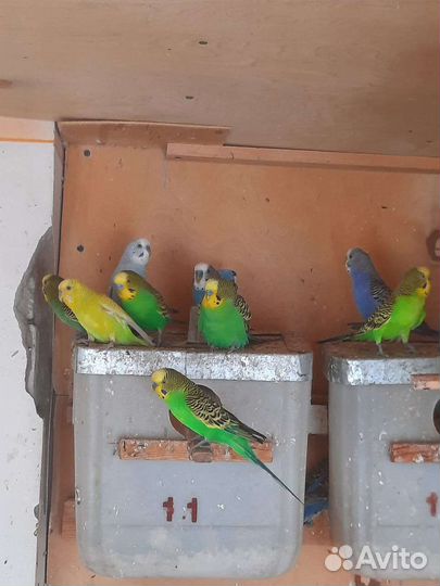 Попугай волнистый