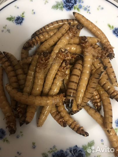 Кормовые насекомые