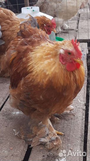 Кохинхин карликовый