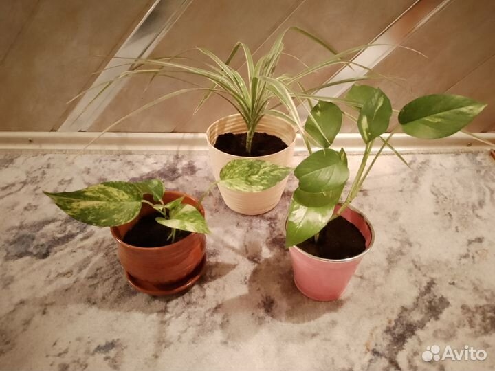 Замиокулькас, сансевиерия и др