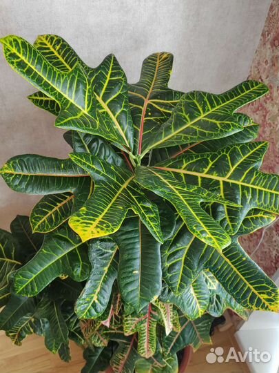 Кодиеум кротон