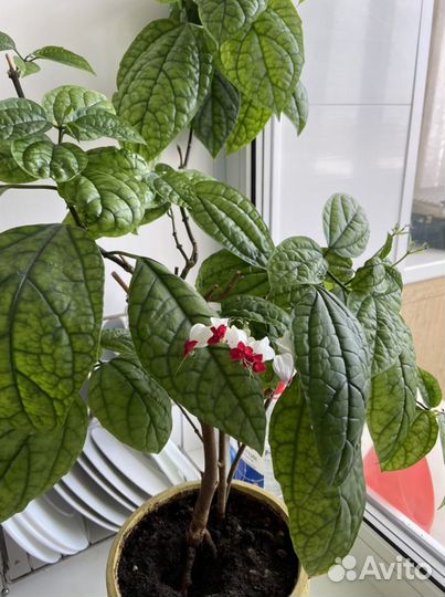 Комнатные растения клеродедрон