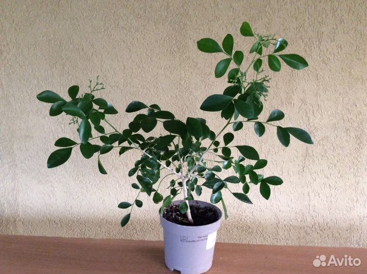 Хойя Вайети триколор и мурайя