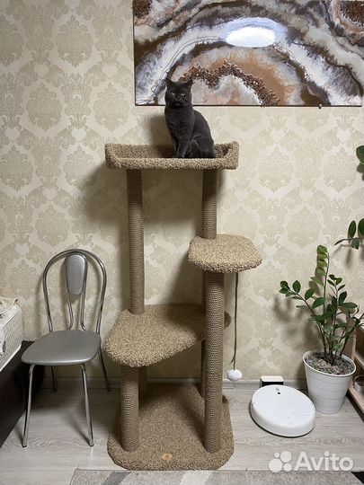 Вязка с шотландским котом