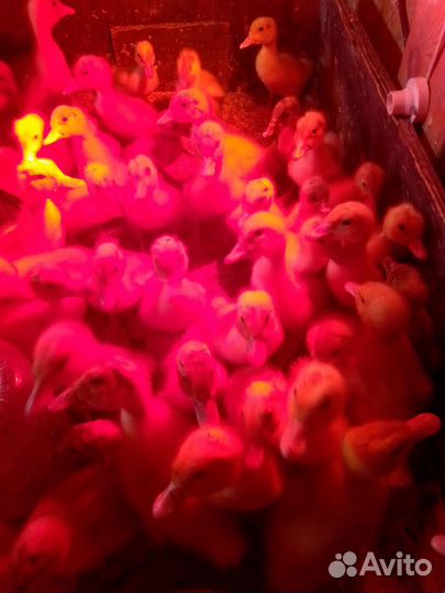 Продам бройлерных утят стар 53