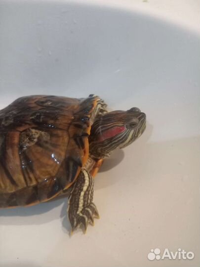 Красноухая черепаха