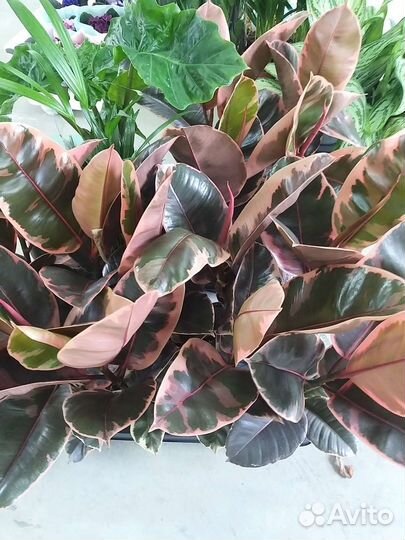 Фикус эластика Белиз