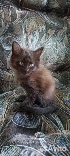 Котятки в добрые руки