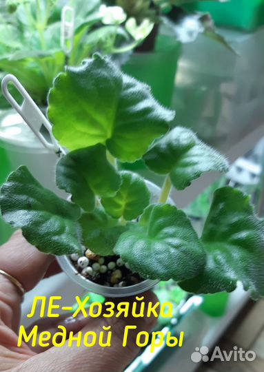 Детки сортовых фиалок