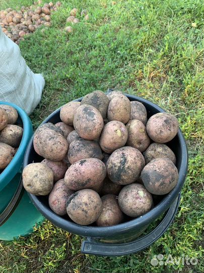 Картофель с собственного огорода