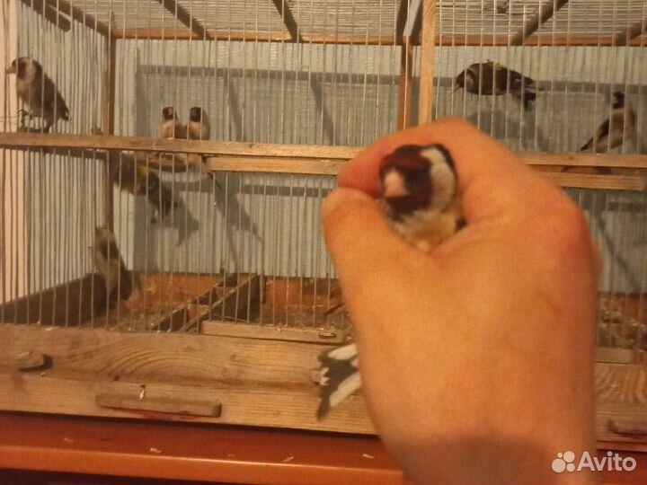 Певчие лесные птицы