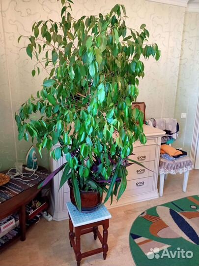 Фикус бенджамина большой цена за каждый
