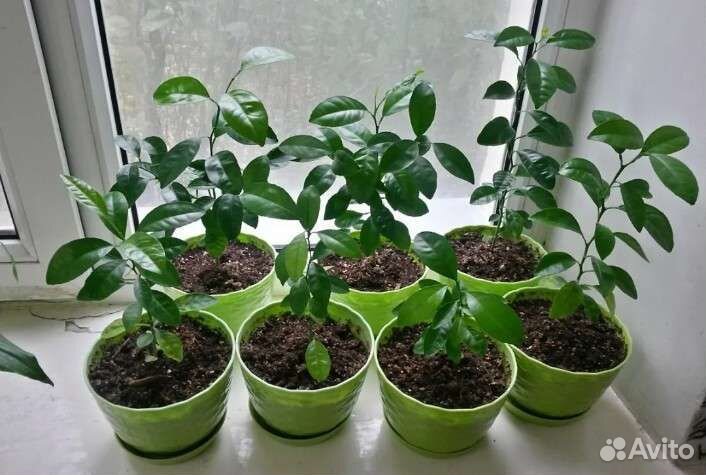 Мандариновое дерево