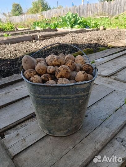 Мелкий картофель с доставкой