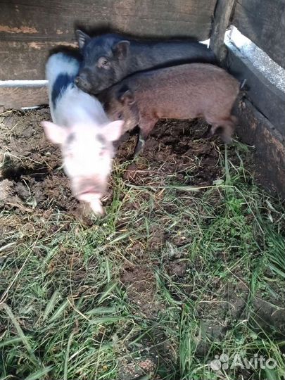 Вьетнамские поросята девочки