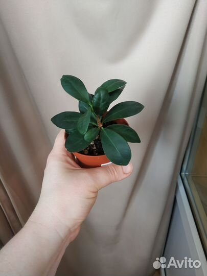 Фикус микрокарпа, фикус пестролистный