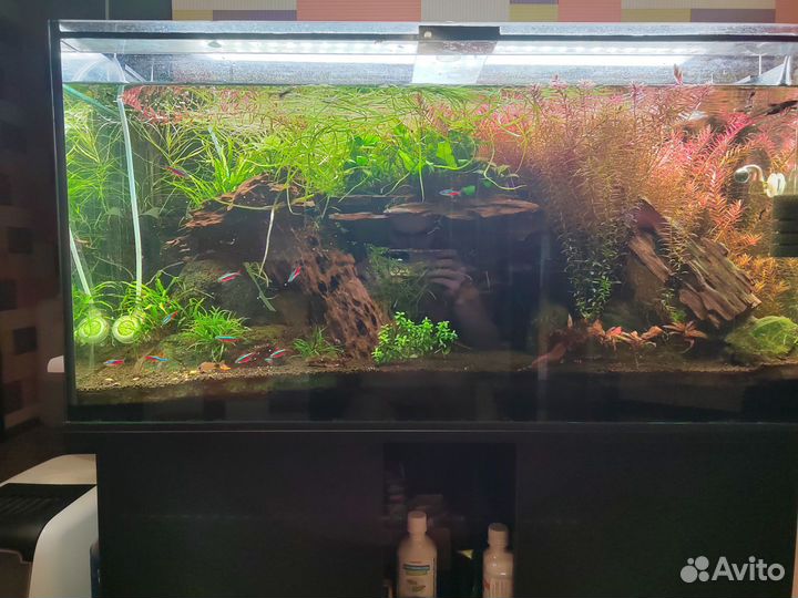 Аквариум с рыбками