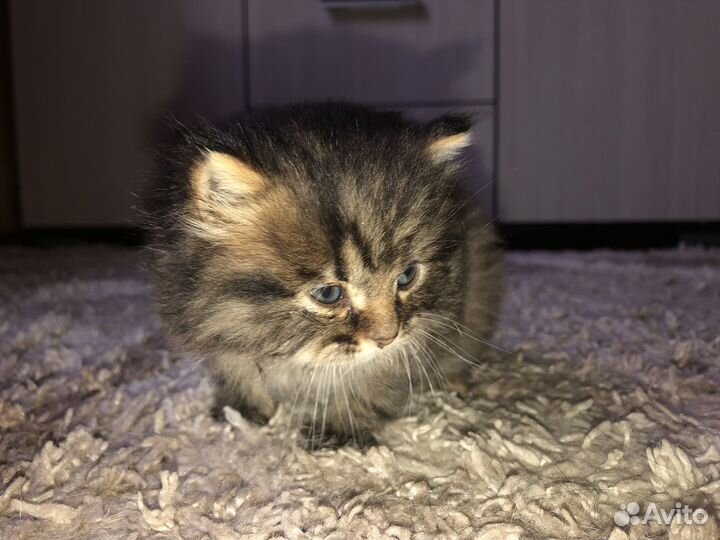 Кошечка в добрые руки