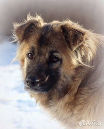 Собака