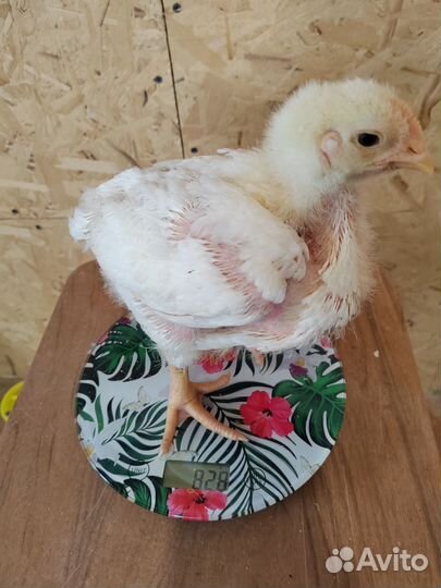 Цыплята бройлеры Кобб-500 18 суток