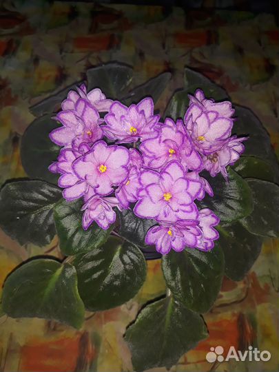 Фиалка сортовая 